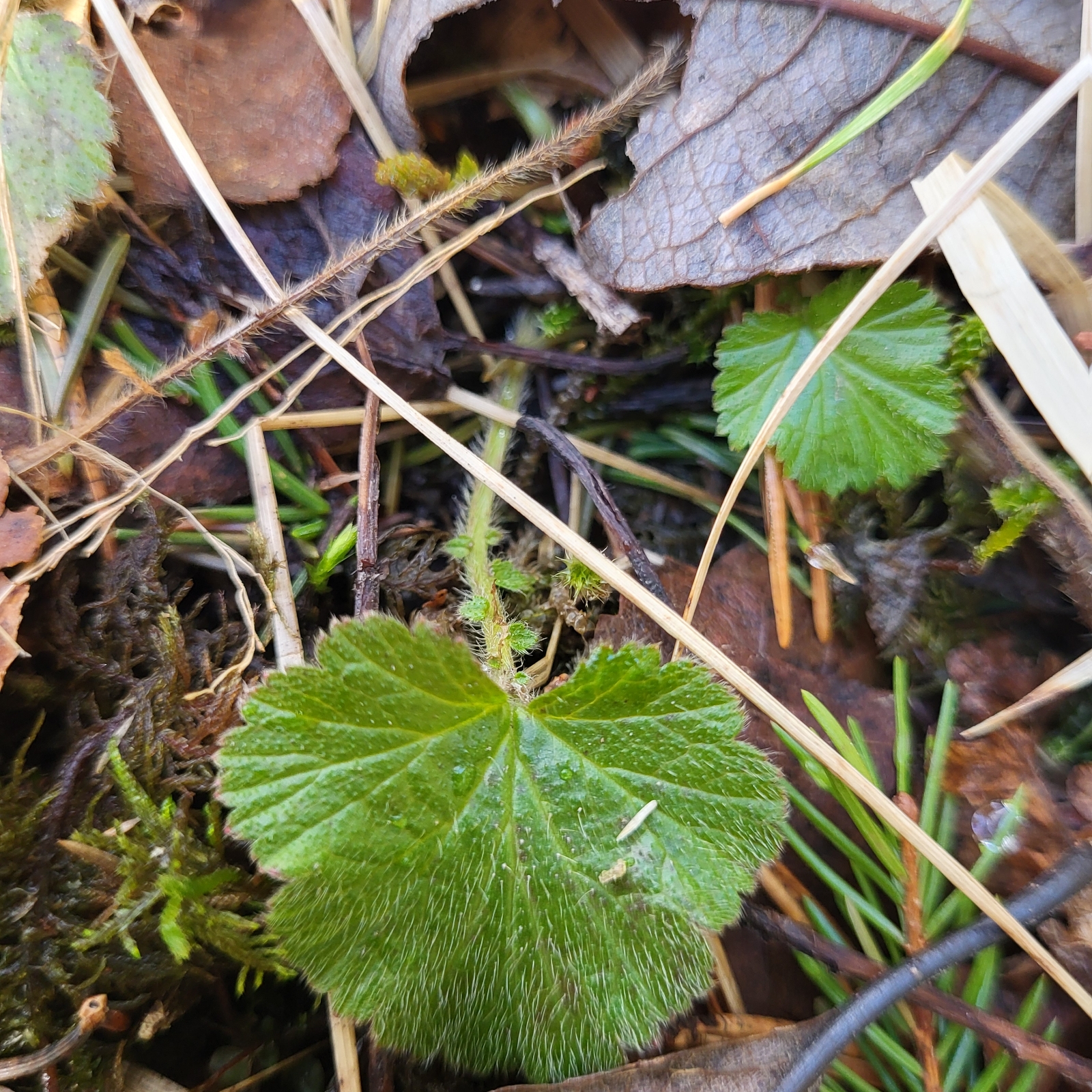 Geum rivale (Water Avens) (alternate view 13)