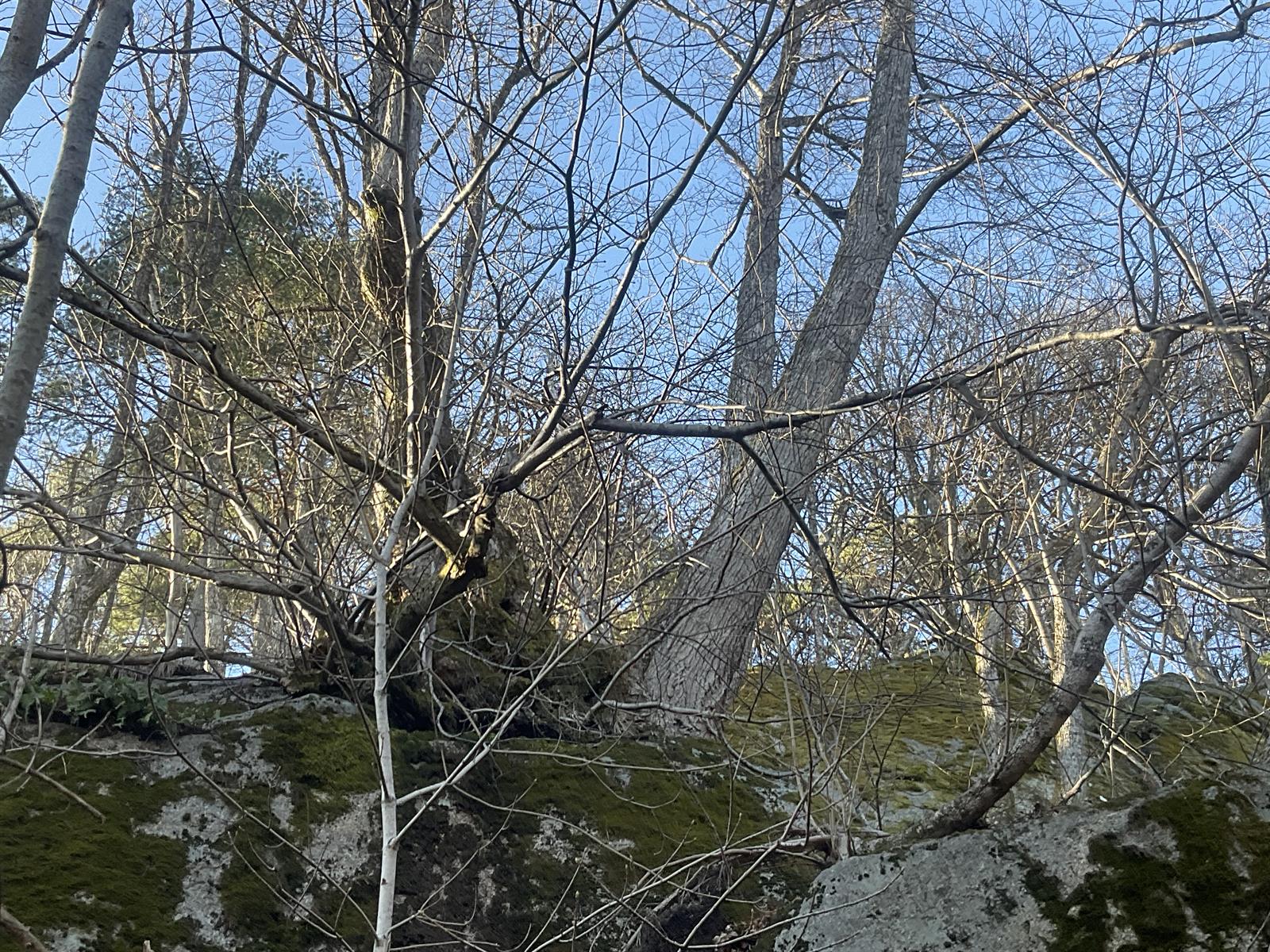 Tilia cordata (little‑leaf linden) (alternate view 10)