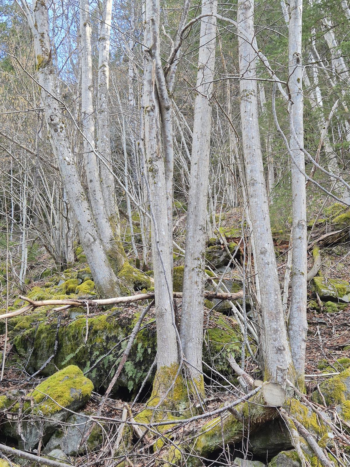 Tilia cordata (little‑leaf linden) (alternate view 11)