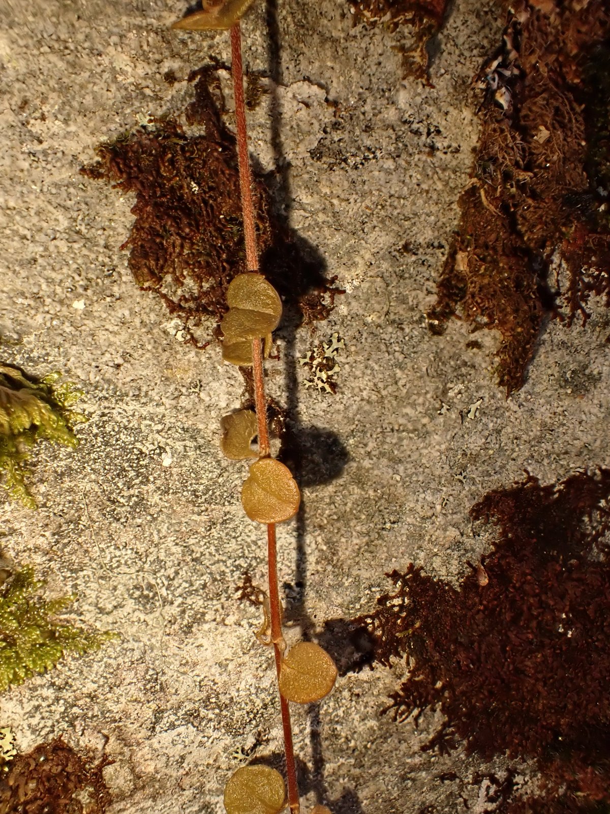 Linnaea borealis (twinflower) (alternate view 11)