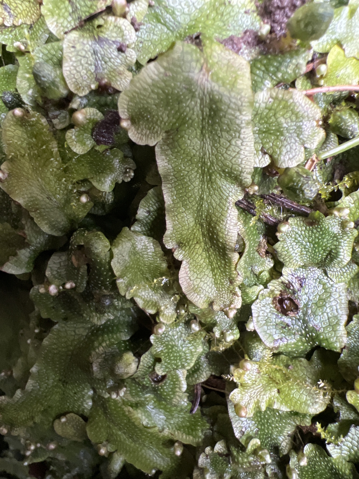 Conocephalum salebrosum (Snakewort) (alternate view 10)