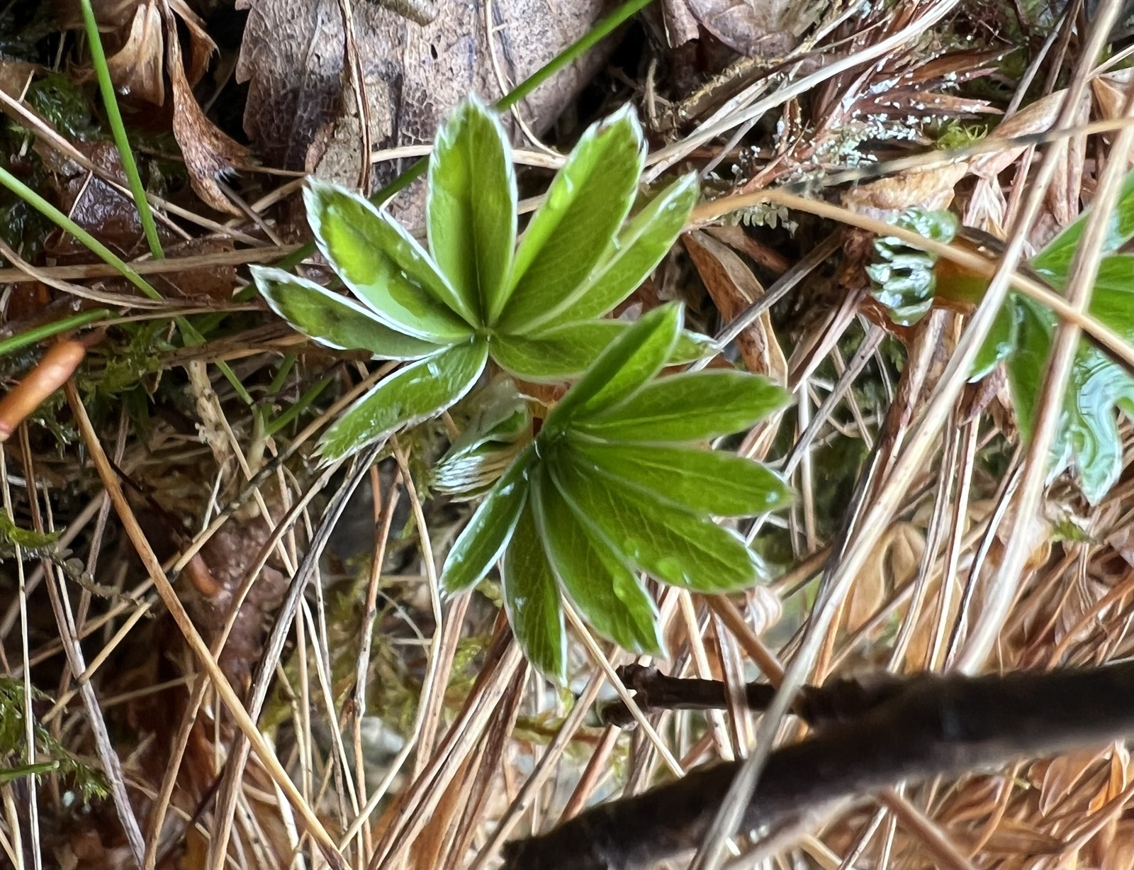 Alchemilla (Lady's-mantles) (alternate view 3)