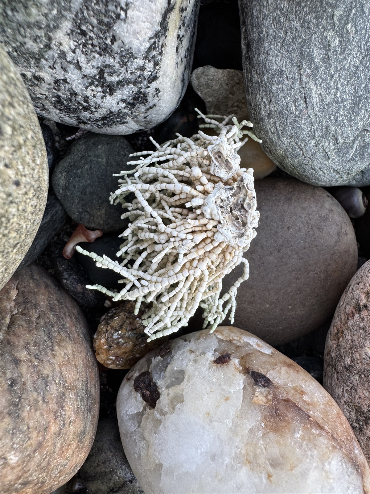 Corallina officinalis (Common Coralline) (alternate view 11)