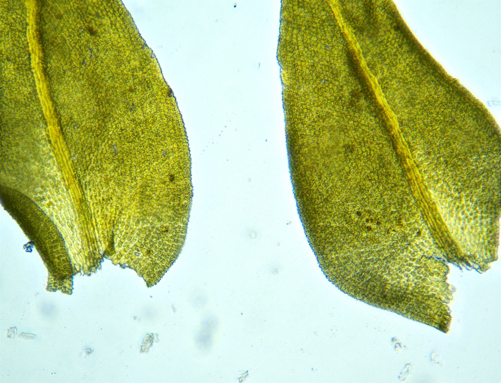 Pseudanomodon attenuatus (tree-skirt moss) (alternate view 7)