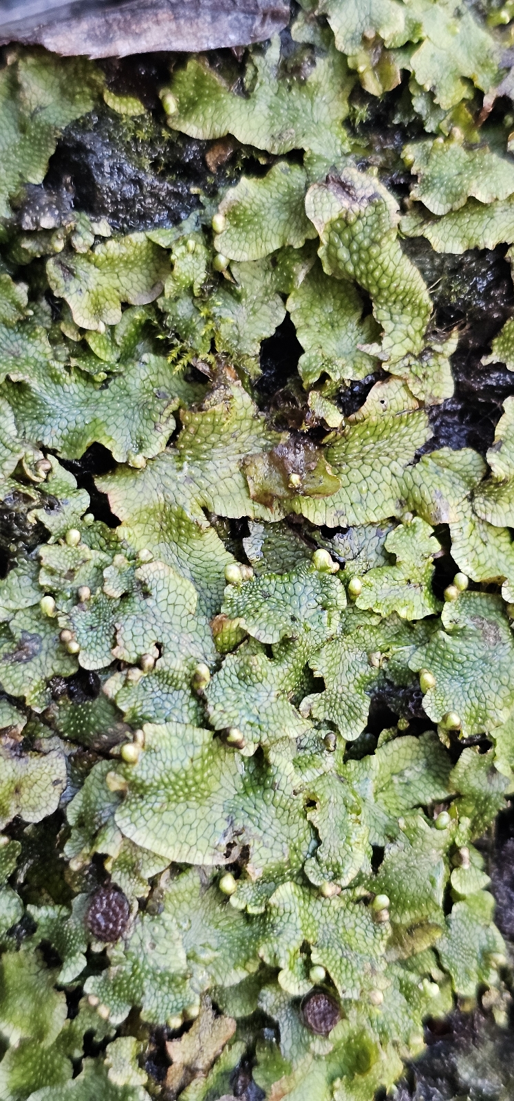 Conocephalum (snakeworts) (alternate view 3)