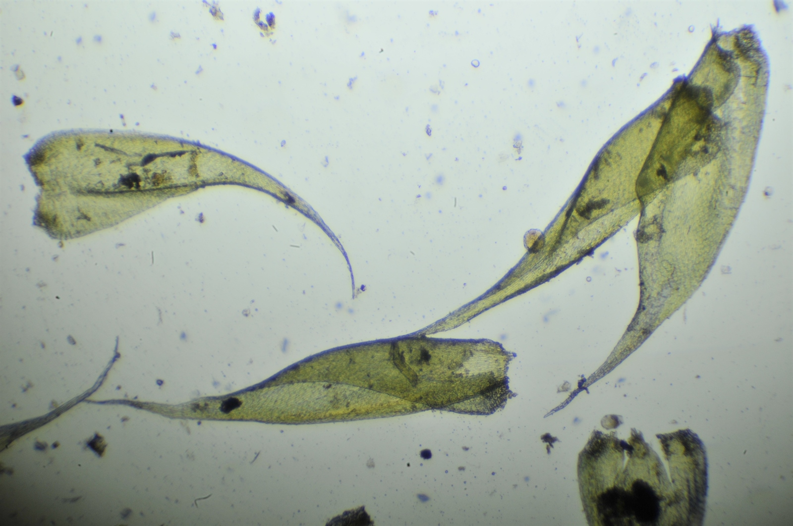 Hypnum andoi (mamillate plait-moss) (alternate view 10)