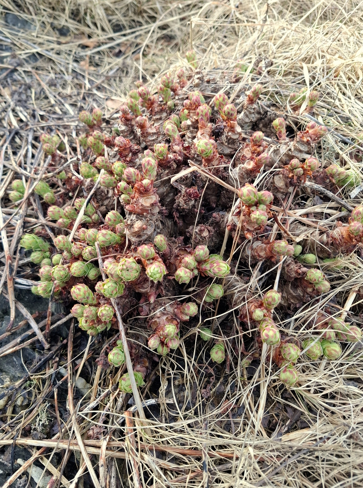 Rhodiola rosea (Roseroot) (alternate view 14)