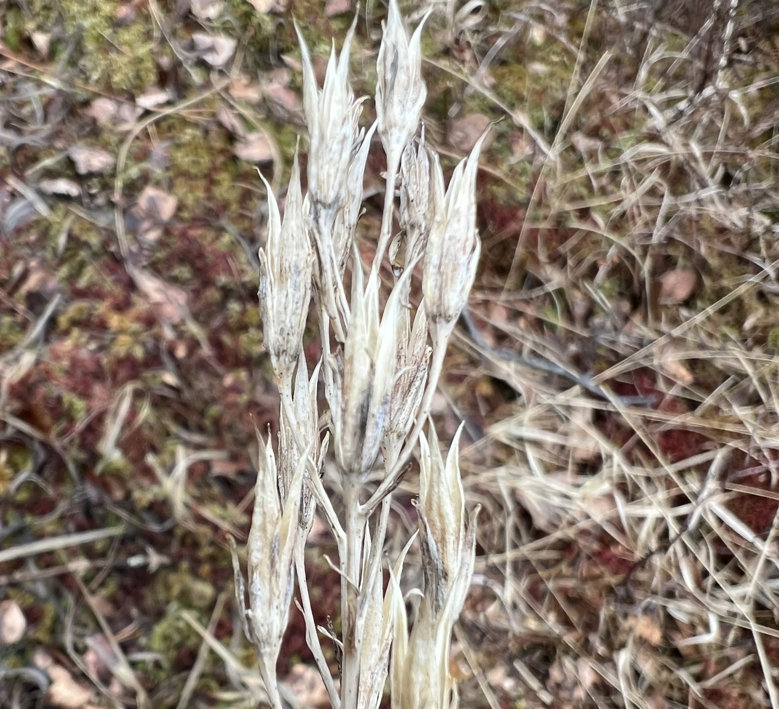 Narthecium ossifragum (bog asphodel) (alternate view 13)