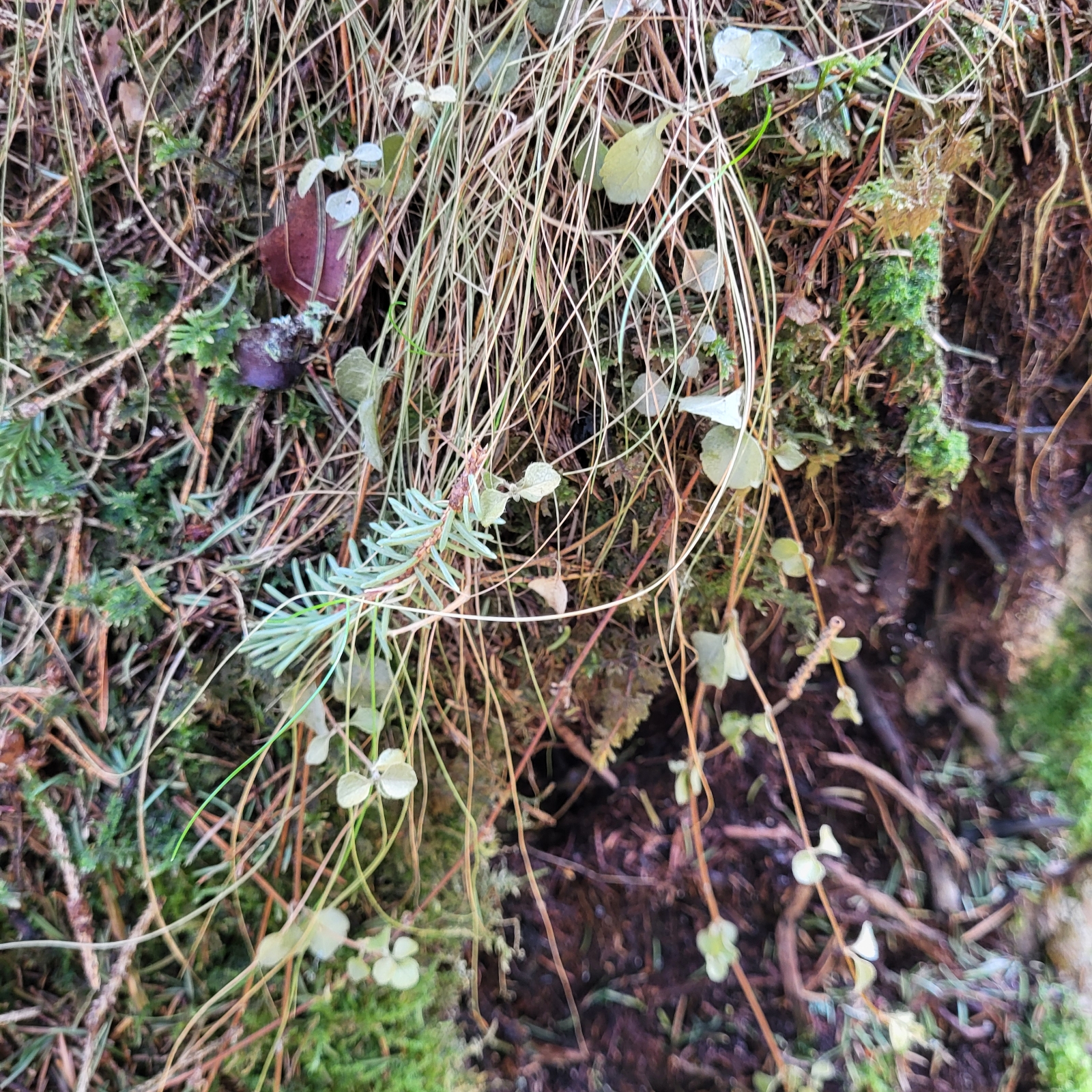Linnaea borealis (twinflower) (alternate view 13)