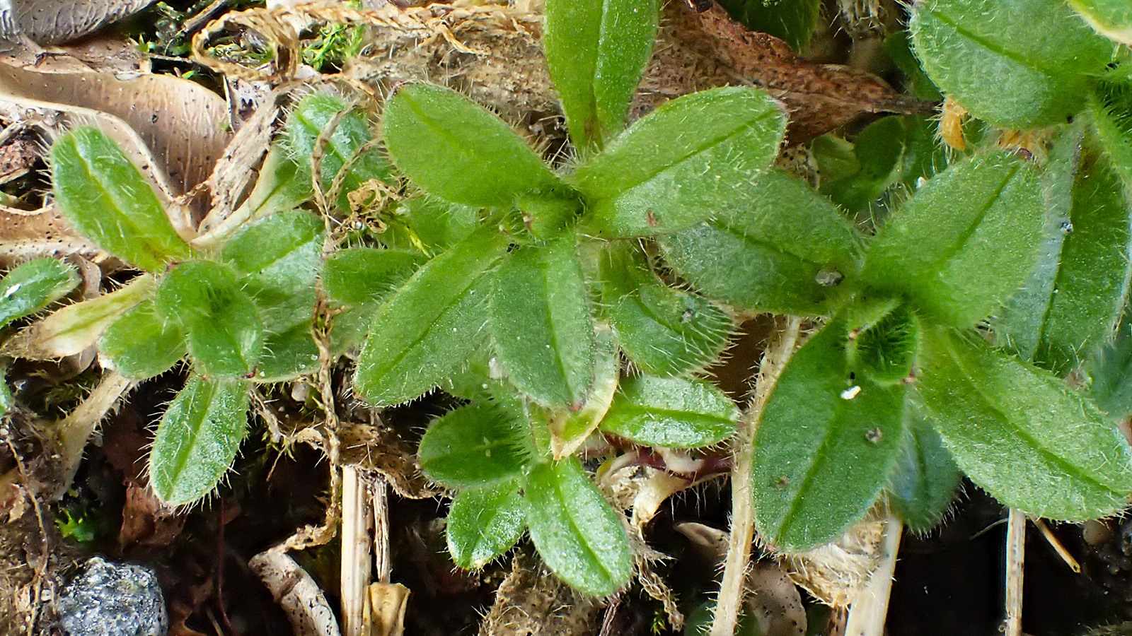 Cerastium fontanum subsp. vulgare (mouse-ear chickweed) (alternate view 2)