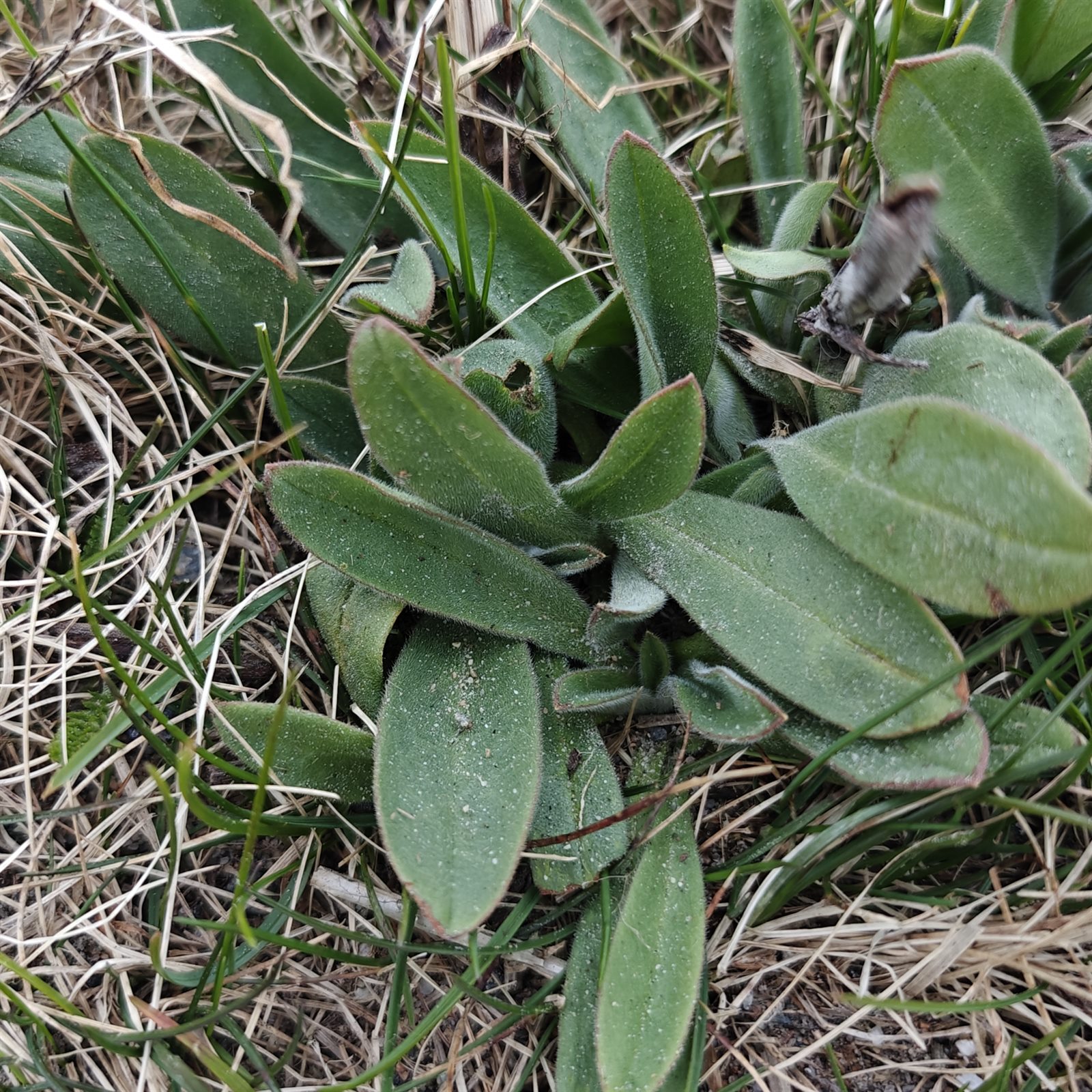 Anchusa officinalis (common bugloss) (alternate view 12)