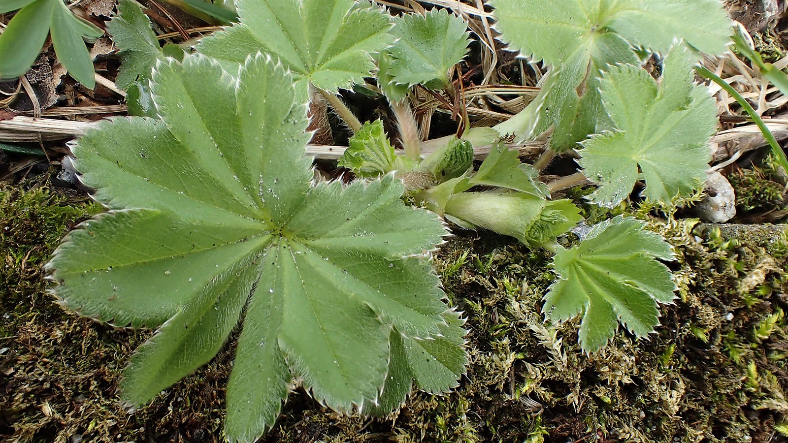 Alchemilla (Lady's-mantles) (alternate view 4)