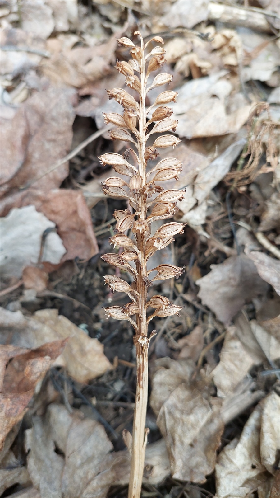 Neottia nidus-avis (bird's-nest orchid) (alternate view 6)