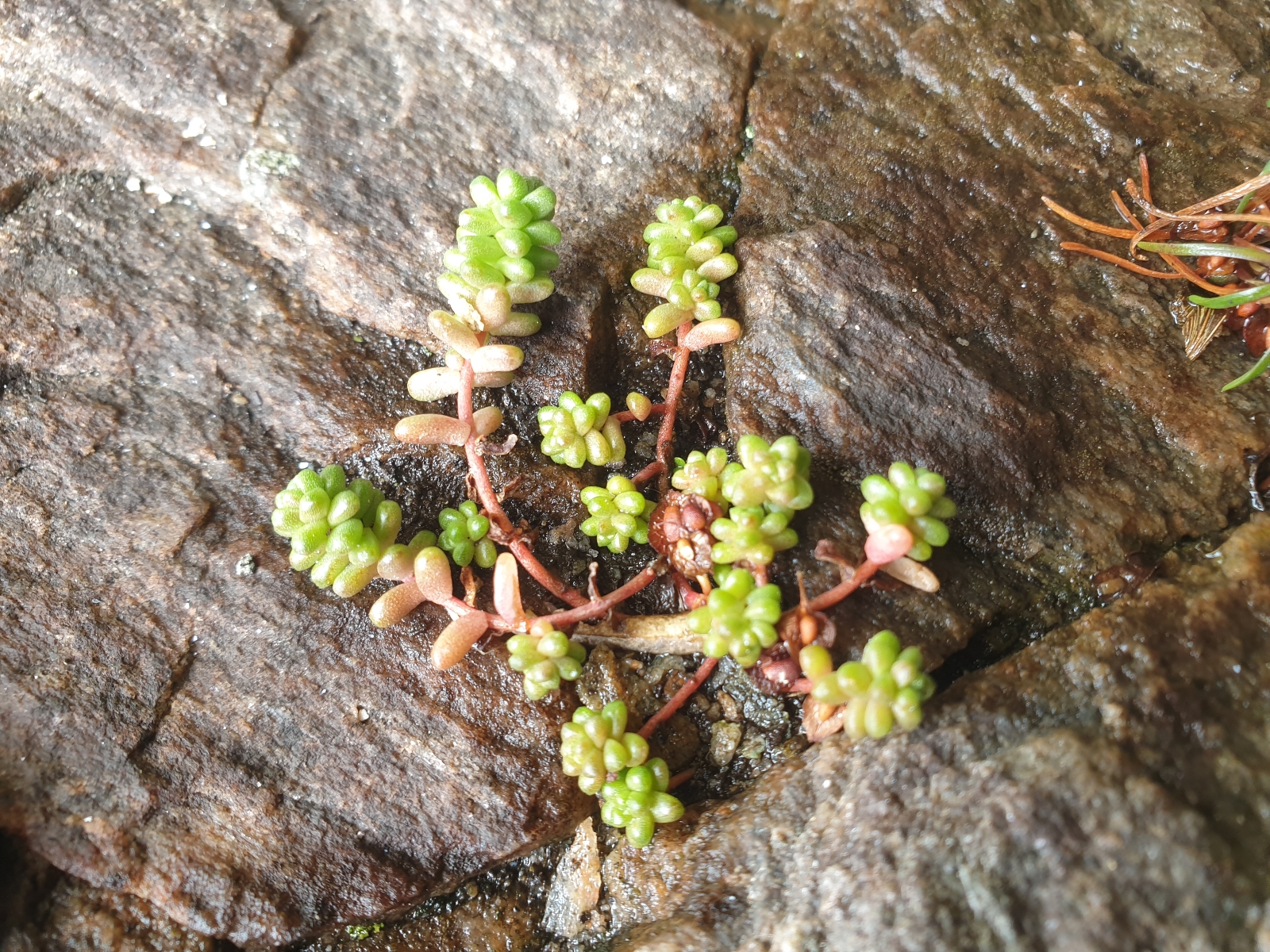 Sedum anglicum (English Stonecrop) (alternate view 12)
