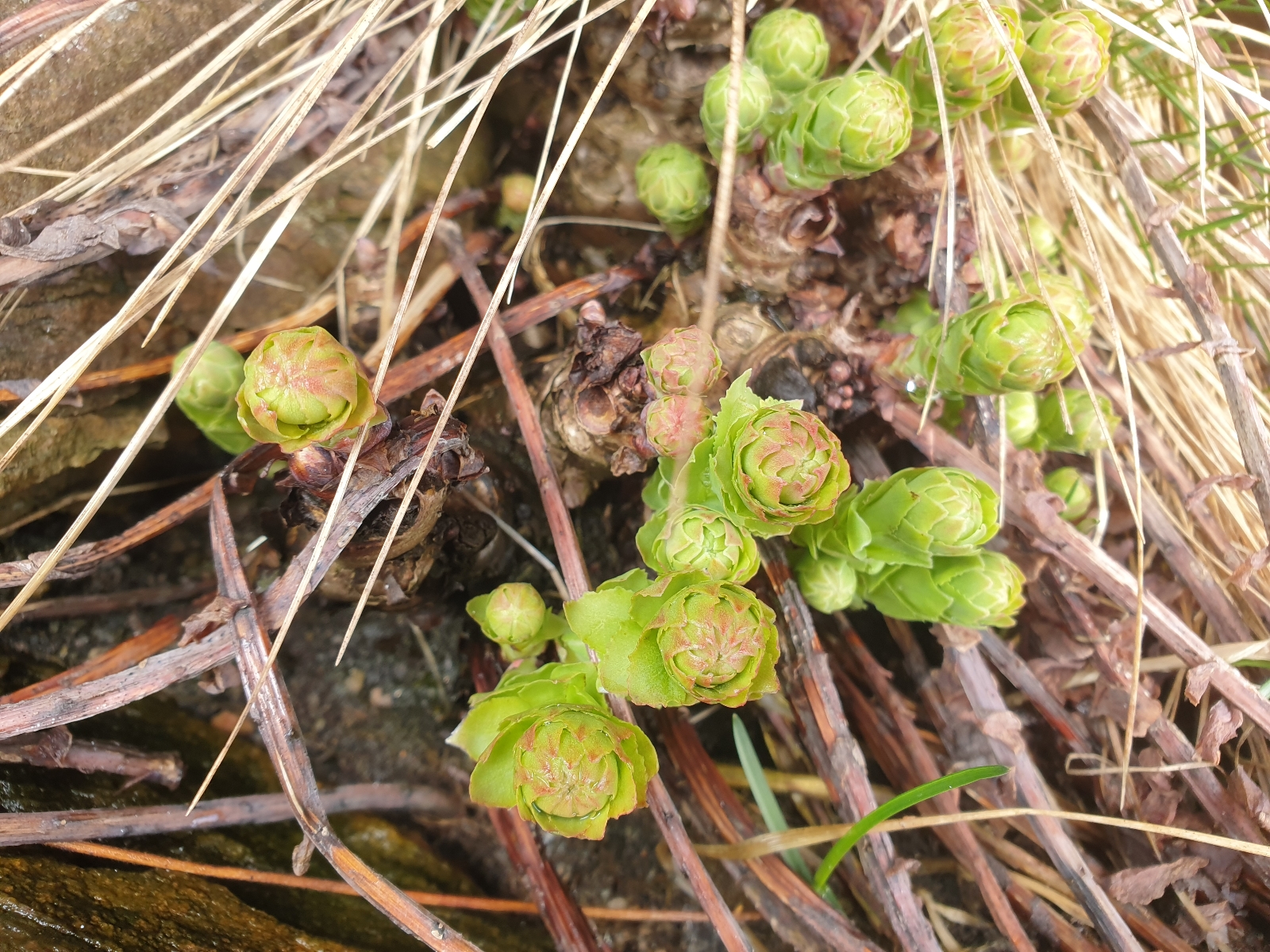Rhodiola rosea (Roseroot) (alternate view 15)