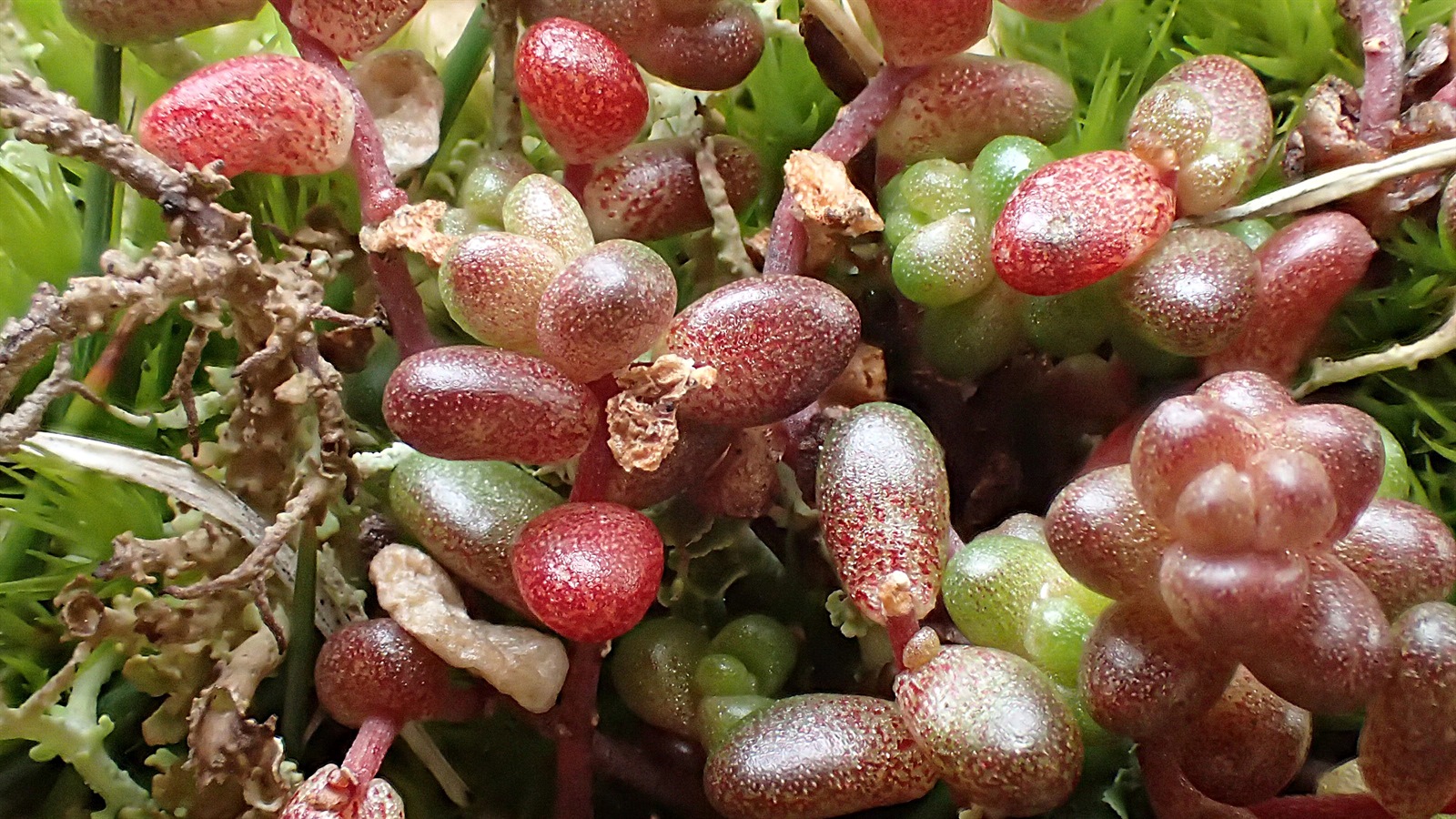 Sedum anglicum (English Stonecrop) (alternate view 13)