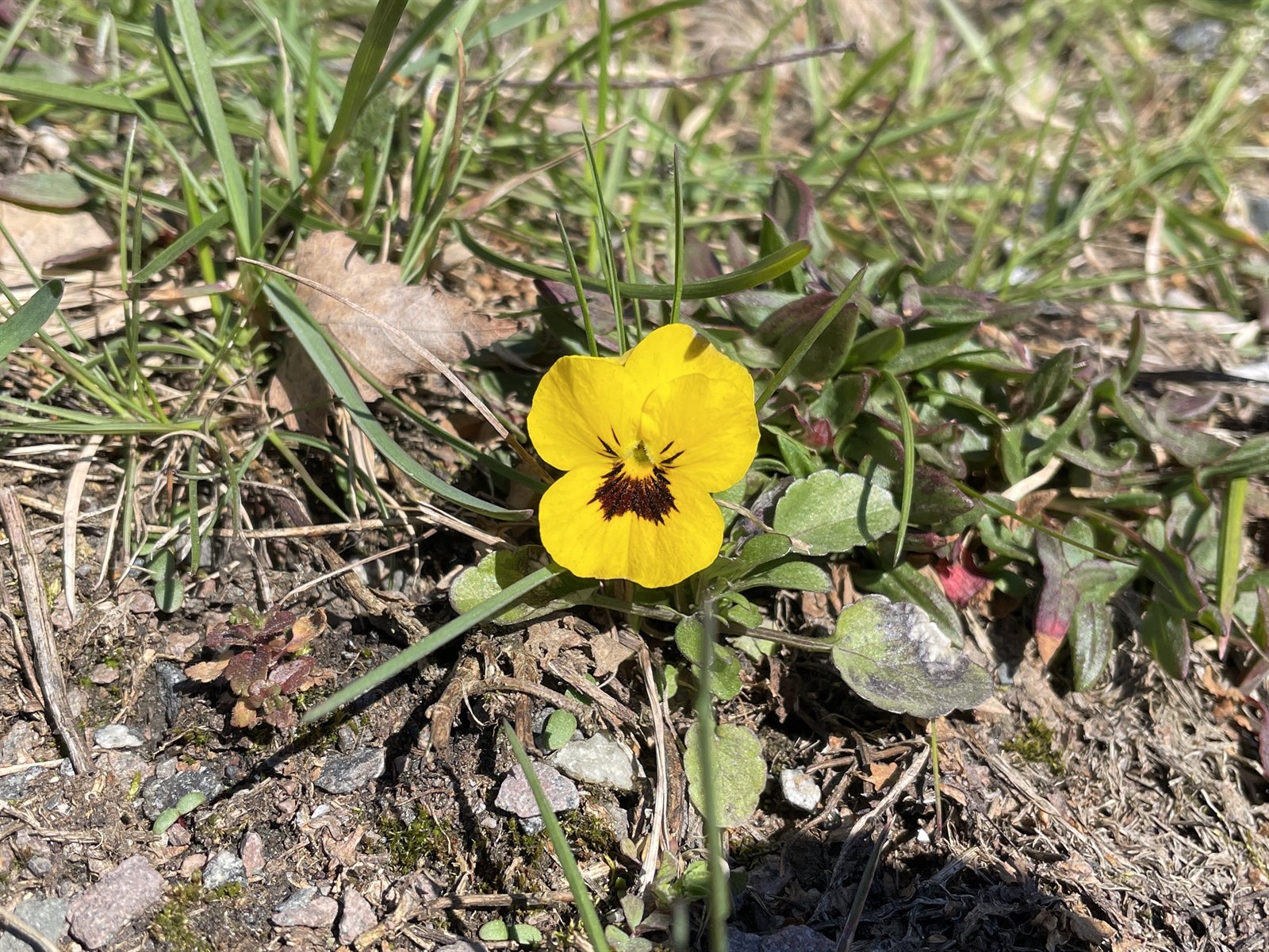 Viola × wittrockiana (pansy) (alternate view 12)