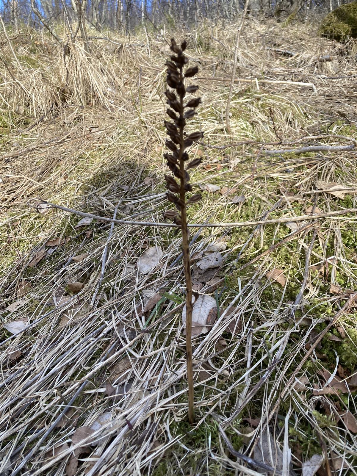 Neottia nidus-avis (bird's-nest orchid) (alternate view 8)
