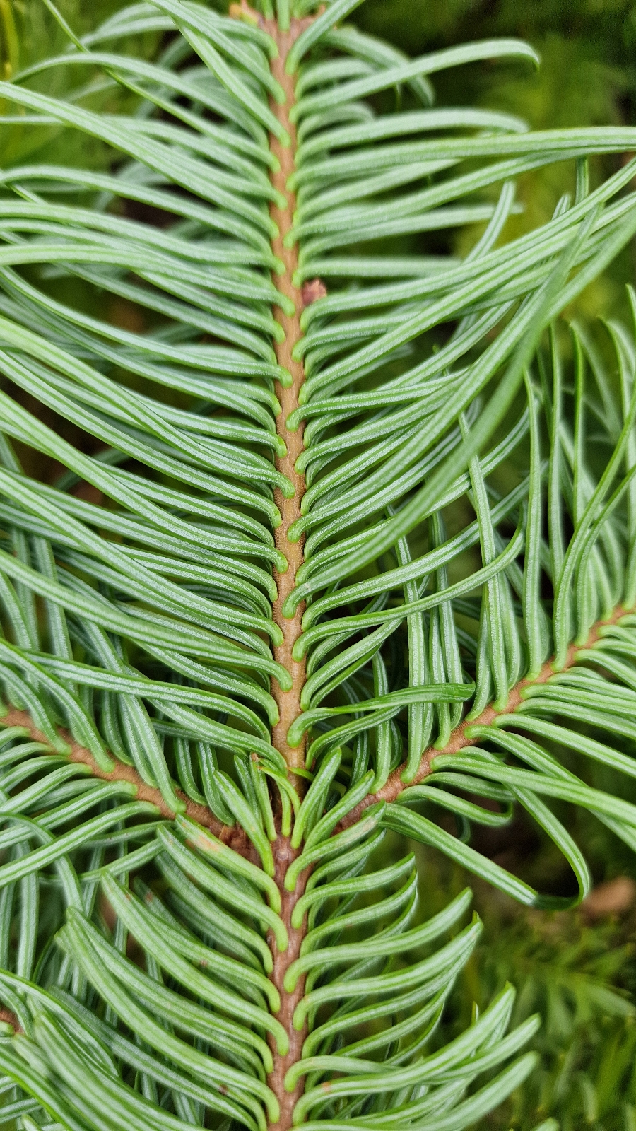 Abies procera (Noble Fir) (alternate view 3)