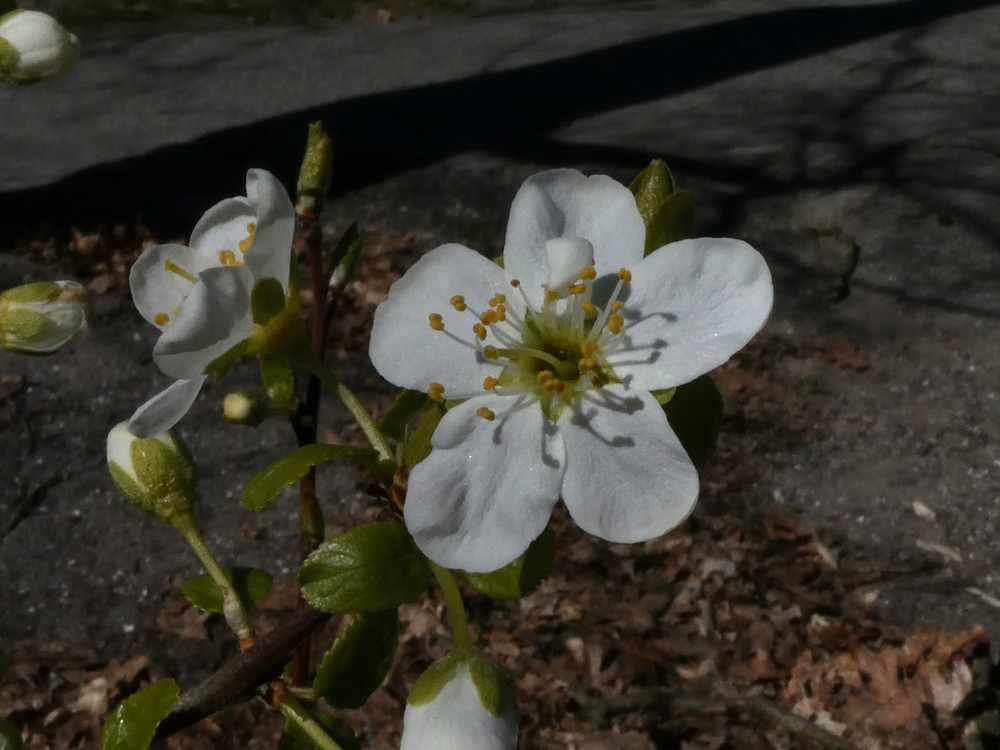 Prunus domestica (European plum) (alternate view 9)