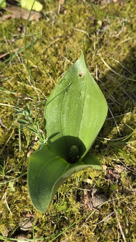Neottia ovata (Common Twayblade) (alternate view 6)