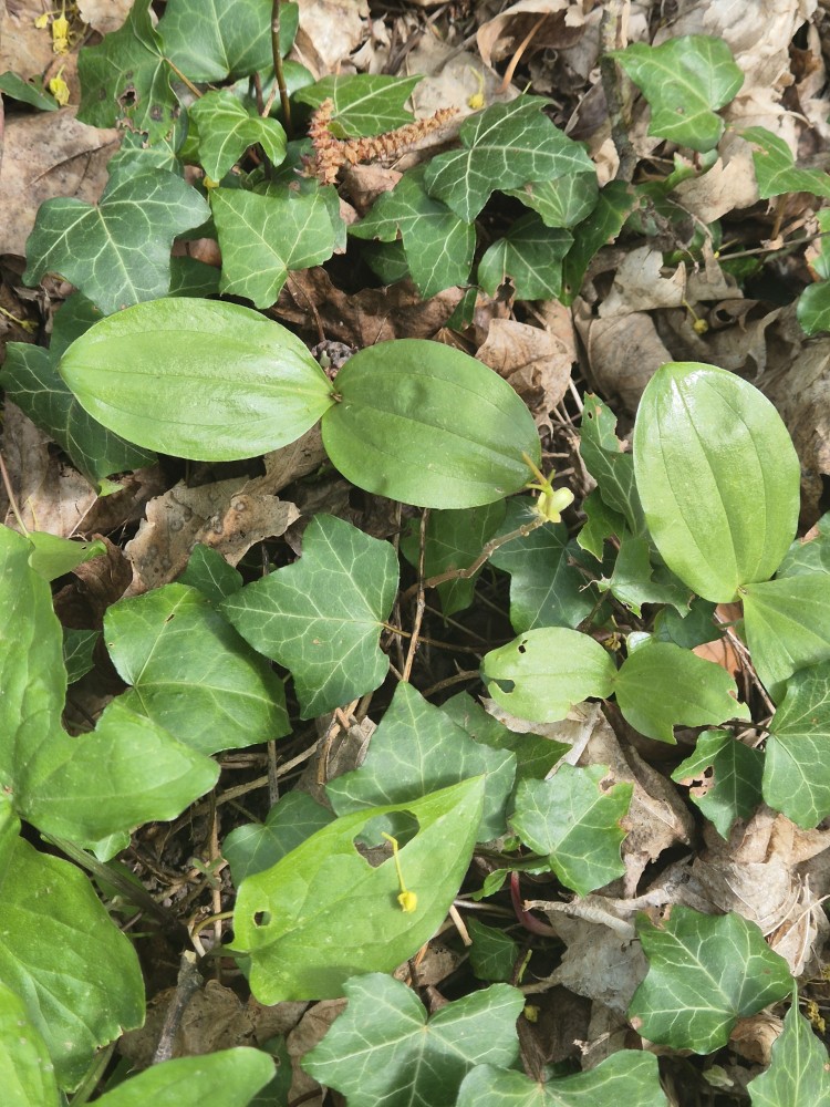 Neottia ovata (Common Twayblade) (alternate view 8)