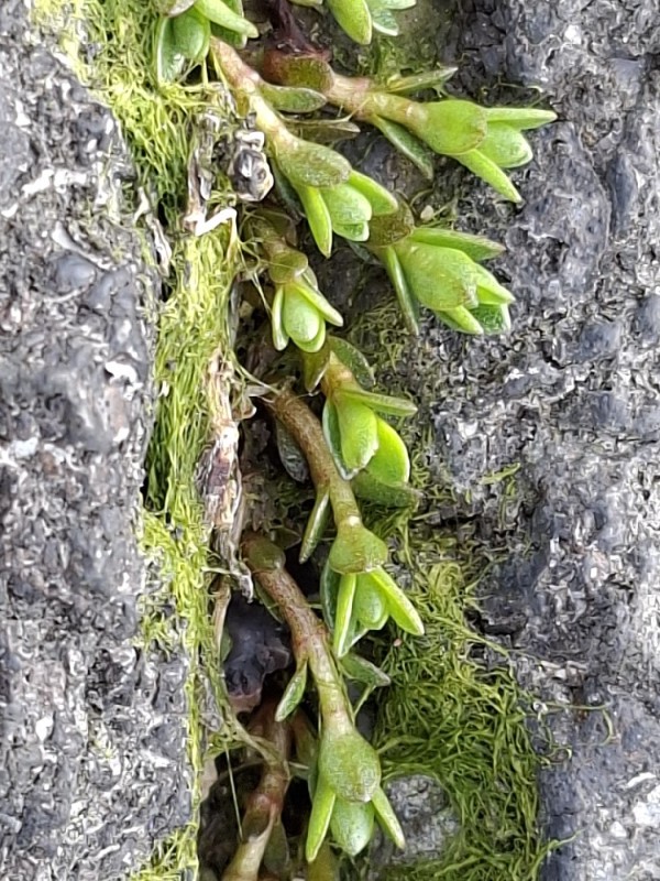 Lysimachia maritima (Sea Milkwort) (alternate view 11)