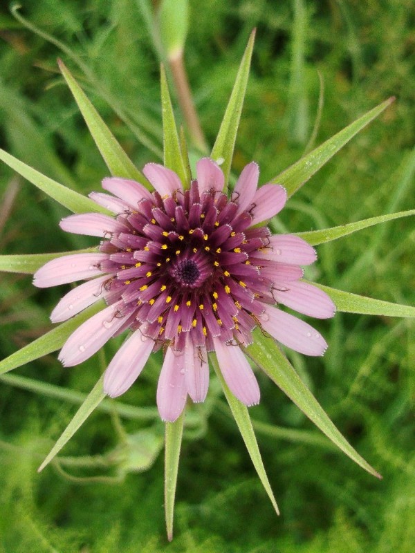 Tragopogon (Salsifies) (alternate view 2)