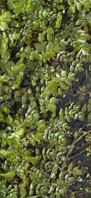 Helosciadium nodiflorum (Fool's Watercress) (alternate view 10)