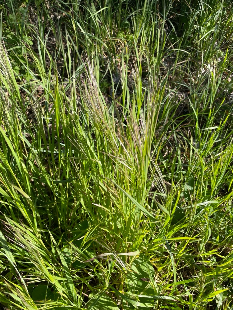 Bromus sterilis (barren brome) (alternate view 15)