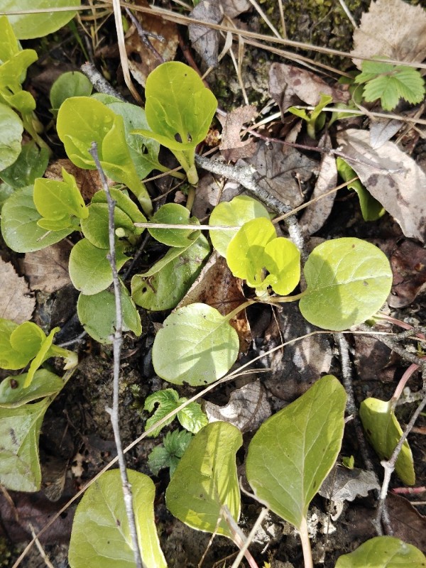 Pyrola (wintergreens)