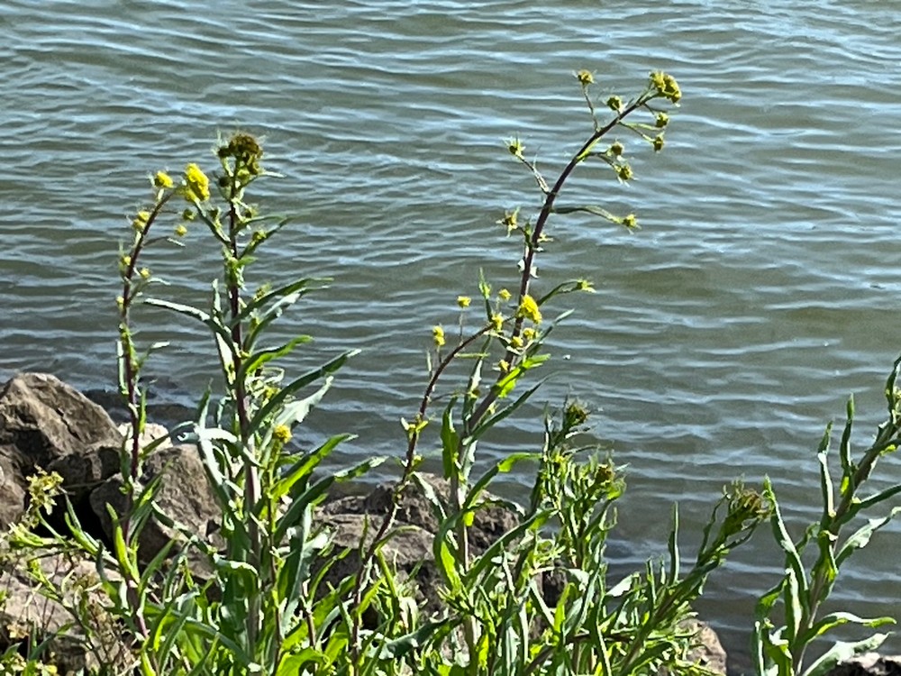 Isatis tinctoria (alternate view 4)