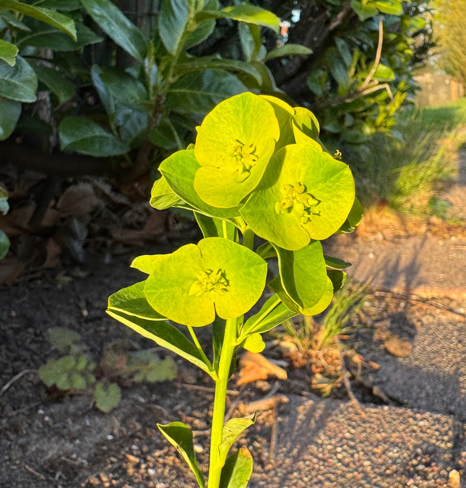 Euphorbia amygdaloides var. robbiae (alternate view 6)