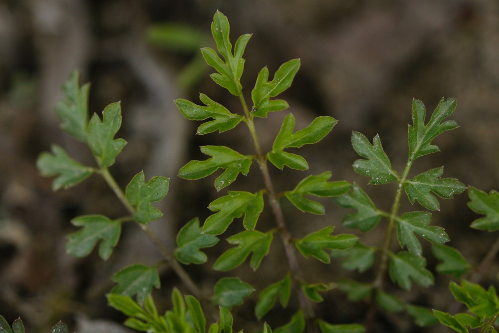 Cardamine impatiens (narrow-leaved bittercress) (alternate view 11)