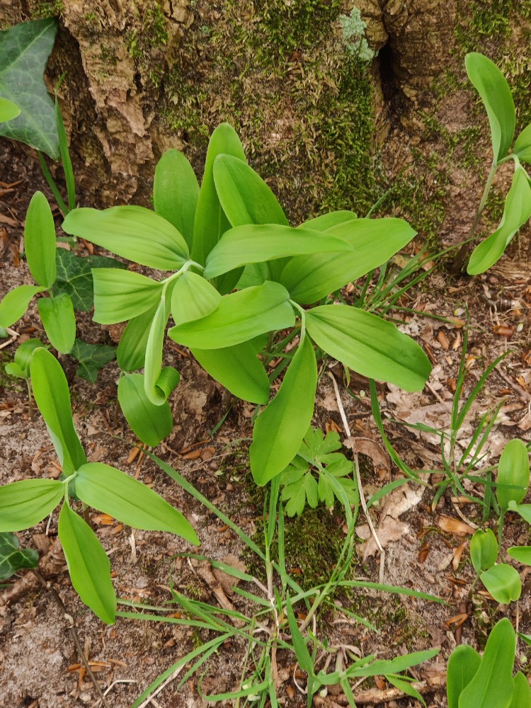 Polygonatum multiflorum (Solomon's-seal) (alternate view 14)
