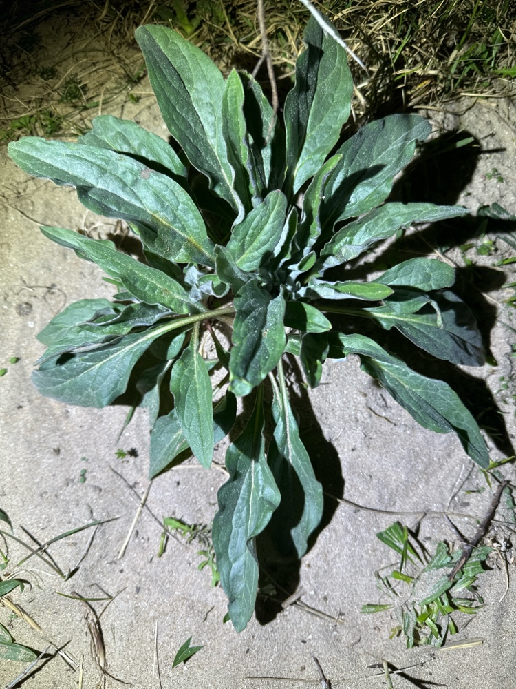 Cynoglossum officinale (hound's-tongue) (alternate view 12)