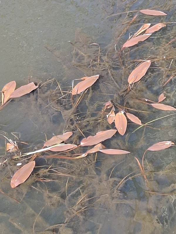 Potamogeton natans (floating-leaved pondweed) (alternate view 11)