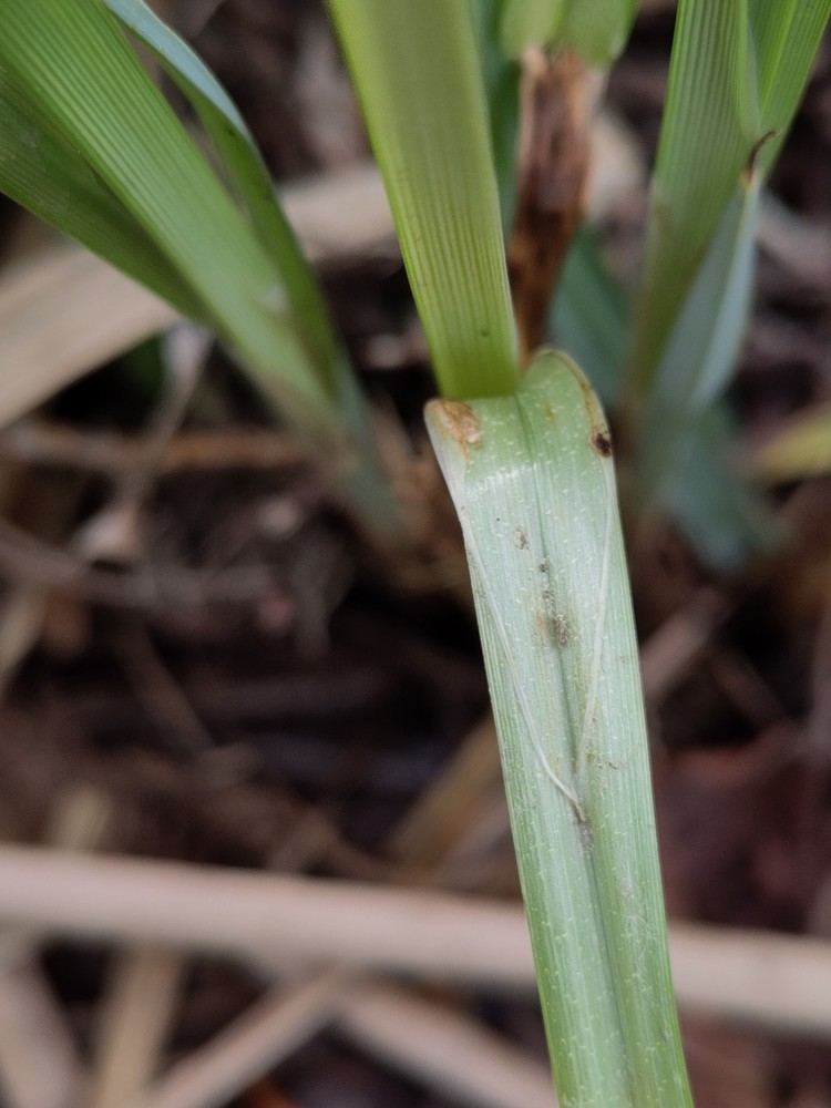 Carex acutiformis (lesser pond sedge) (alternate view 12)