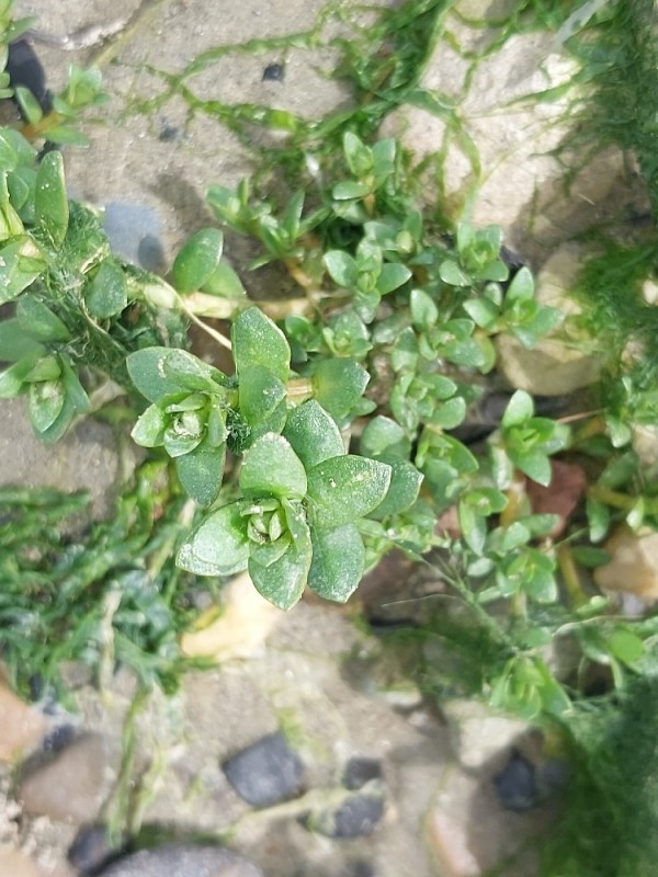 Honckenya peploides (Sea Sandwort) (alternate view 12)