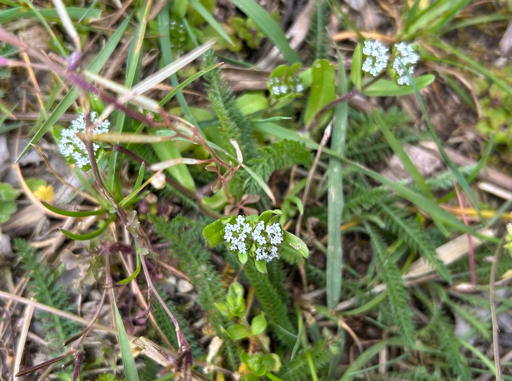 Valerianella locusta (common cornsalad) (alternate view 15)