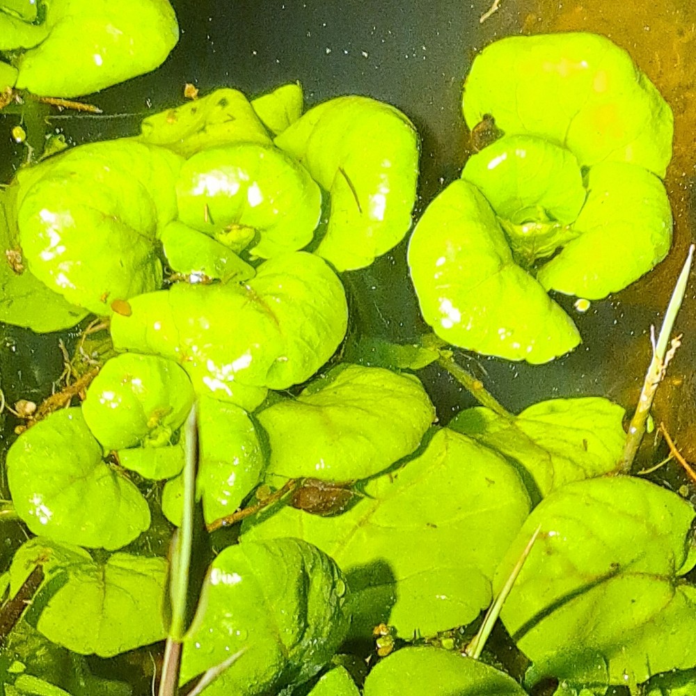 Nasturtium (Watercresses) (alternate view 4)