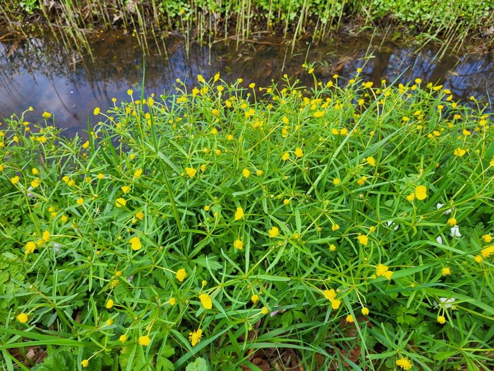 Ranunculus auricomus (Goldilocks Buttercup) (alternate view 12)