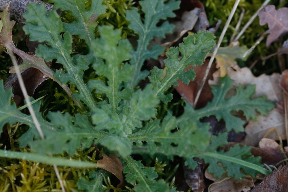 Senecio sylvaticus (wood groundsel) (alternate view 11)