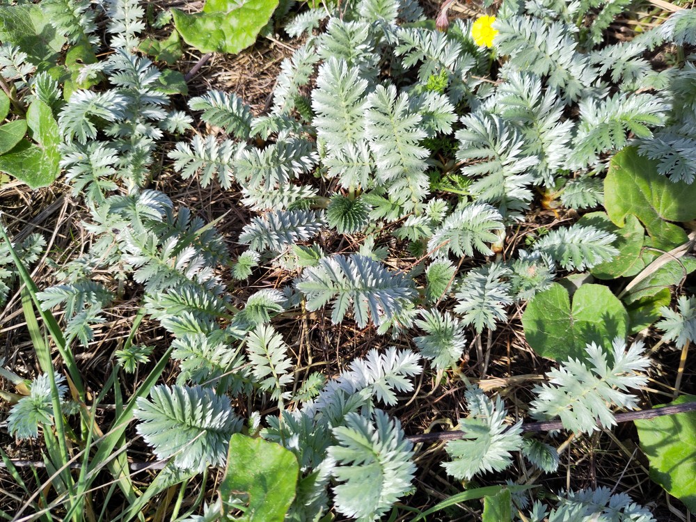 Potentilla anserina (Pacific Silverweed) (alternate view 2)