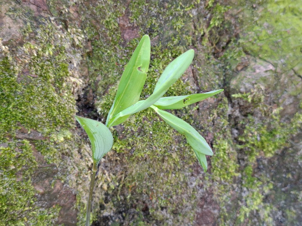 Polygonatum multiflorum (Solomon's-seal) (alternate view 13)