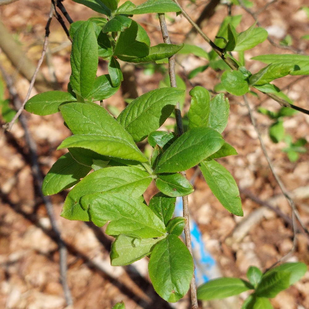 Crataegus germanica (Medlar) (alternate view 12)