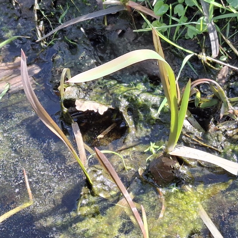 Glyceria maxima (reed meadowgrass) (alternate view 11)