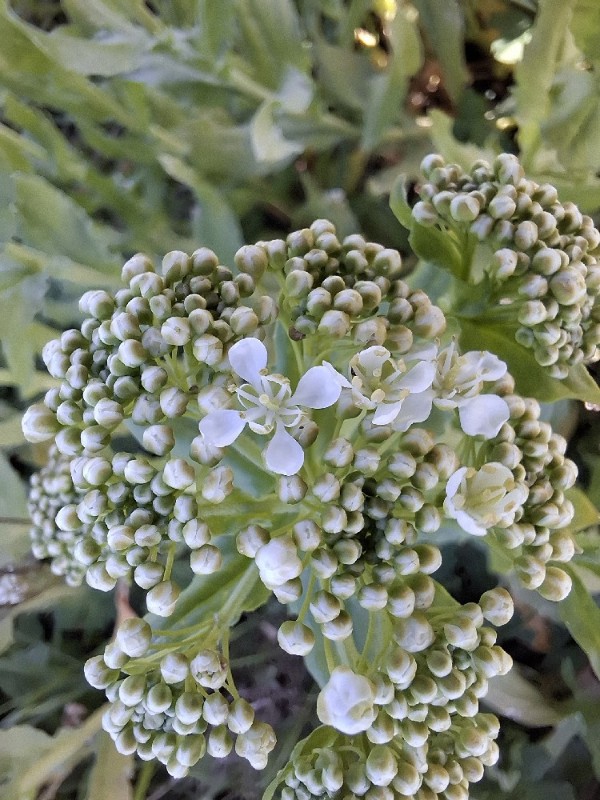 Lepidium draba (Heart-podded Hoary Cress) (alternate view 11)