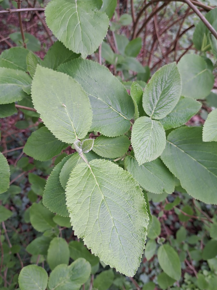 Viburnum lantana (Wayfaring-tree) (alternate view 11)