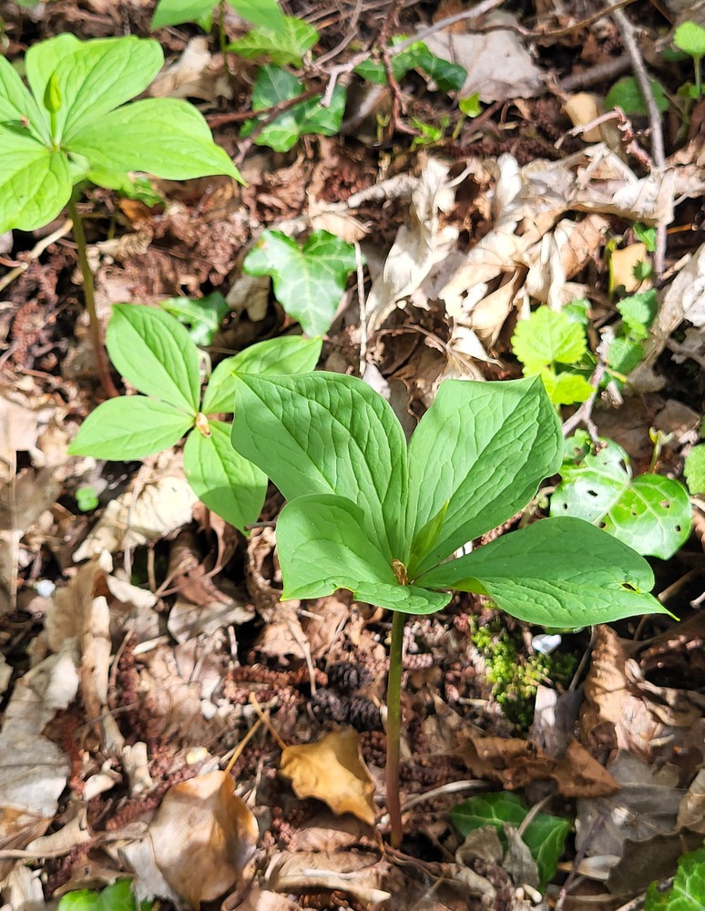 Paris quadrifolia (herb paris) (alternate view 11)
